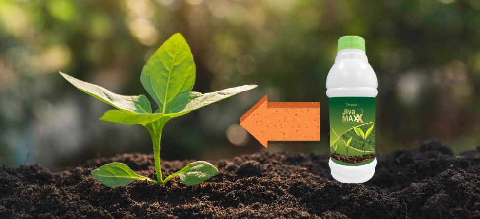 Accelerate crop growth with the third generation growth booster Jiva Maxx