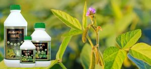 Increase the speed of flower and fruit growth in crops with Nutriful Maxx