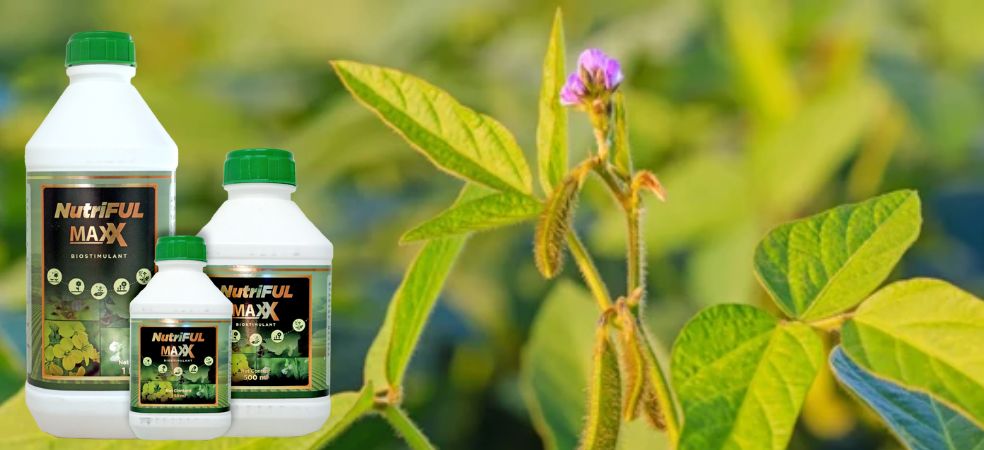 Increase the speed of flower and fruit growth in crops with Nutriful Maxx