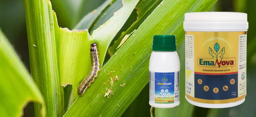 Fall armyworm will ruin the entire crop in a short time