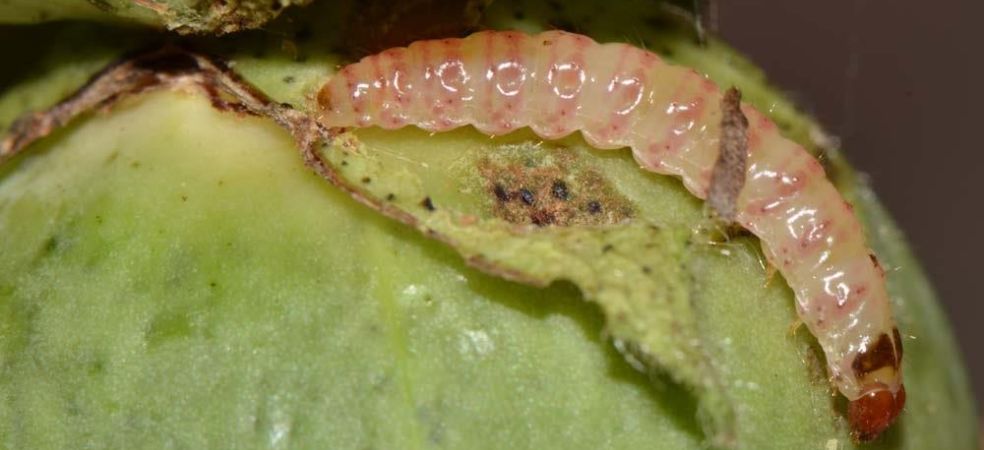 Pink bollworm of cotton is dangerous