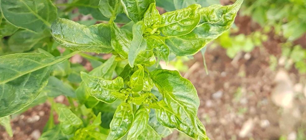 Chilli crop will be damaged due to leaf curl disease