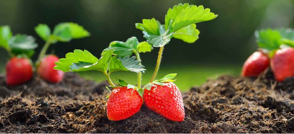 Start strawberry farming on subsidy of Rs 50000