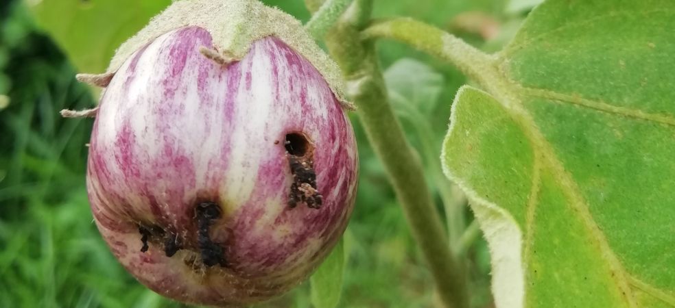 Outbreak of Shoot and fruit borer will increase in brinjal crop