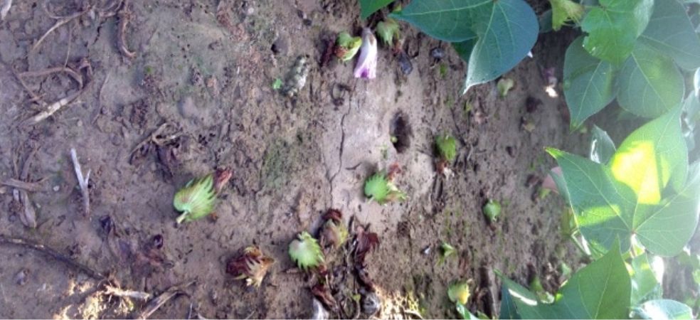 This is how to control the problem of flowers and Square dropping in cotton crop