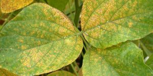 Give protection to soybean crop from the outbreak of Rust disease