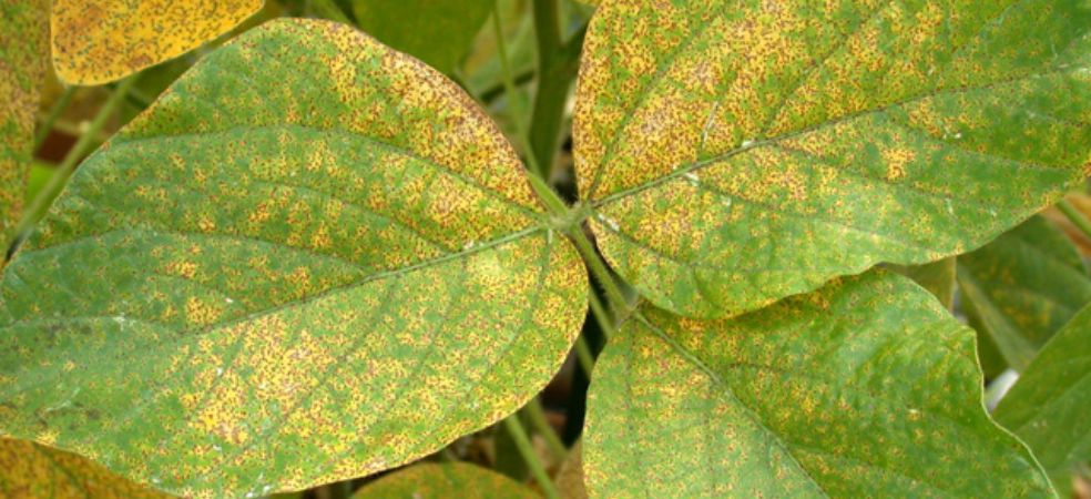 Give protection to soybean crop from the outbreak of Rust disease