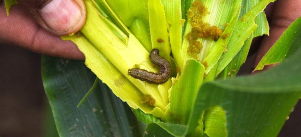 Outbreak of Fall Armyworm in Maize will be fatal