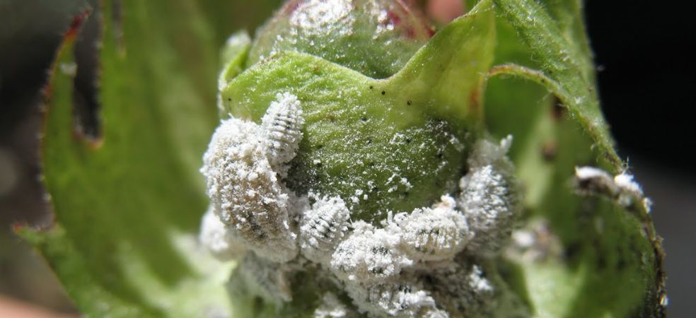 There will be an outbreak of Mealybug in cotton