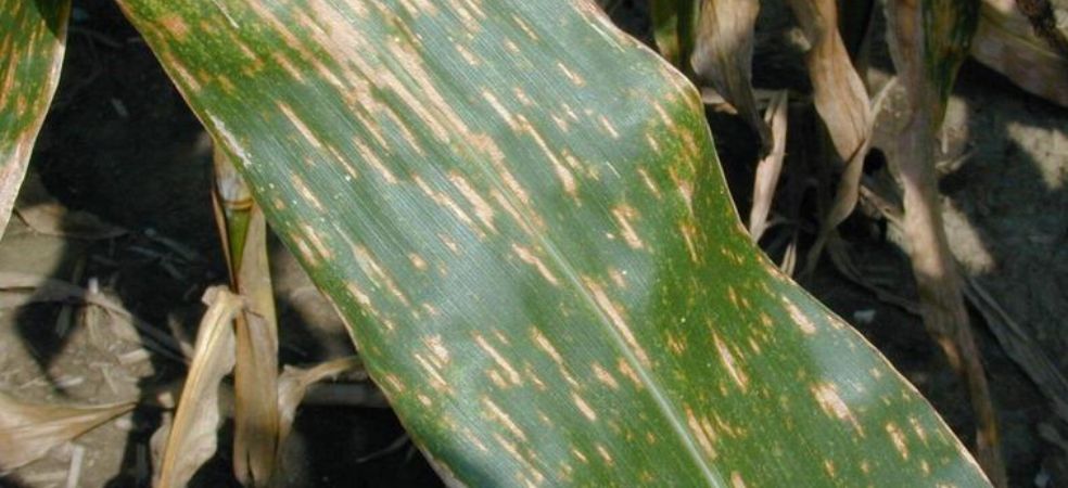 Identify the symptoms of Holcus Leaf Spot disease in maize and adopt preventive measures