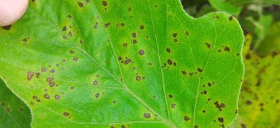 Leaf spot disease will cause severe infection in brinjal leaves