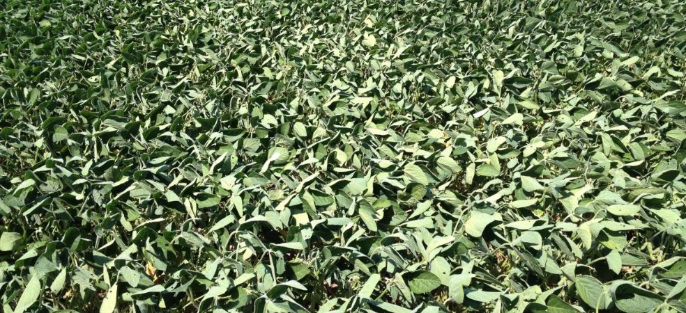 How to take care of soybean crops in low rainfall