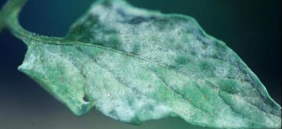 Symptoms and prevention measures of powdery mildew and downy mildew in chilli