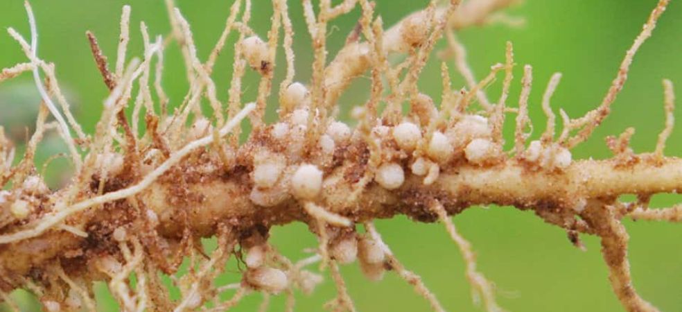 Nematodes cause heavy damage to crops, know the control measures