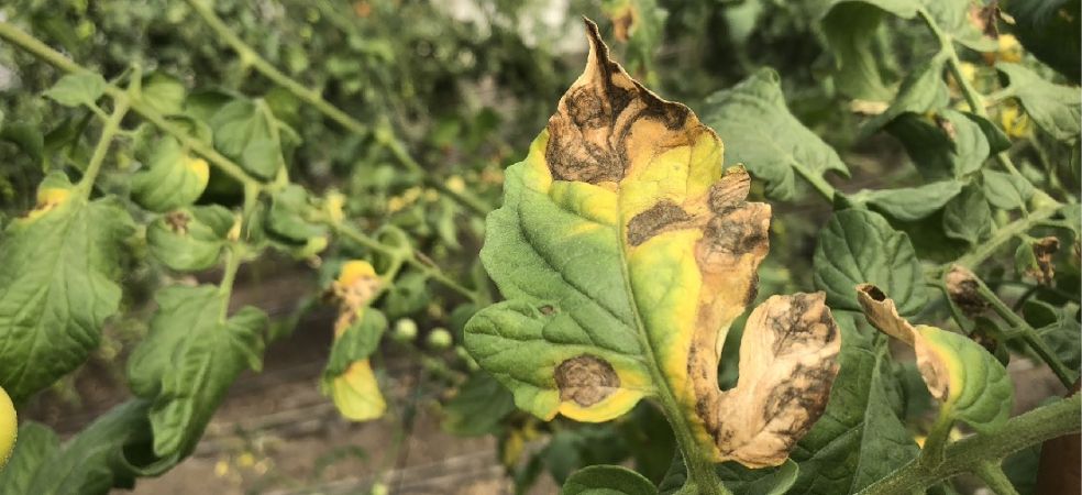 Early blight outbreak in tomato will have serious consequences