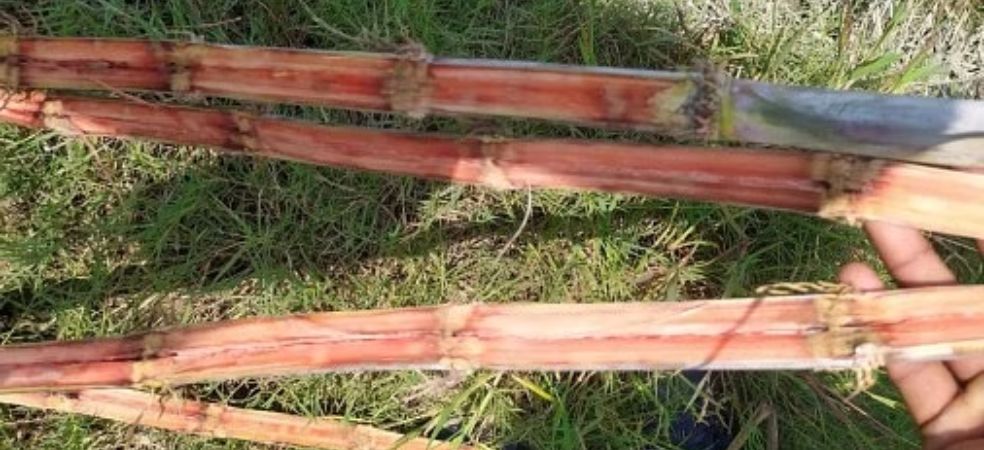 Save sugarcane crop from red rot disease