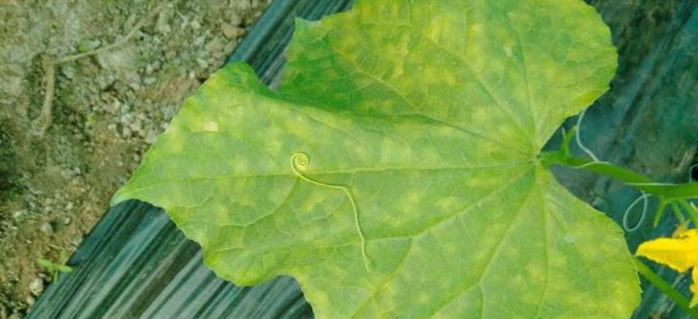 Outbreak of downy mildew will cause heavy loss in cucumber crop