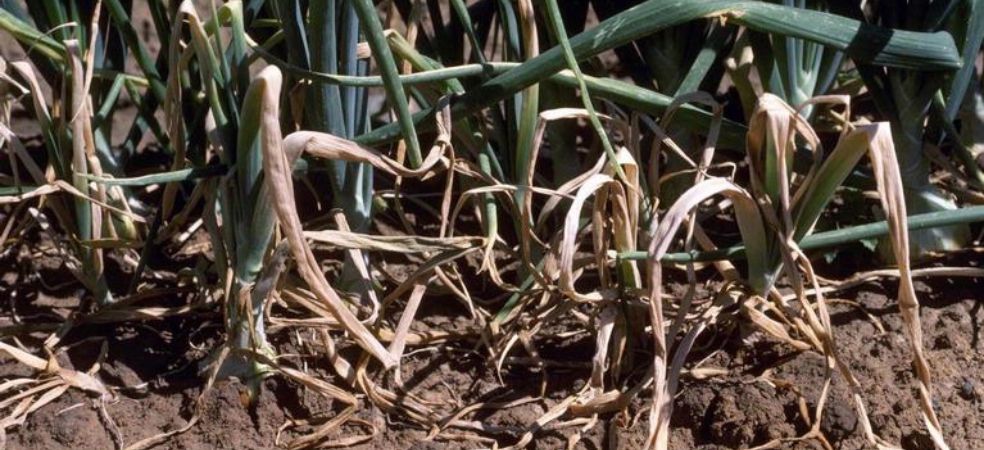 Onion crop will be damaged due to Damping off disease