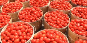 Tomato mandi rates,