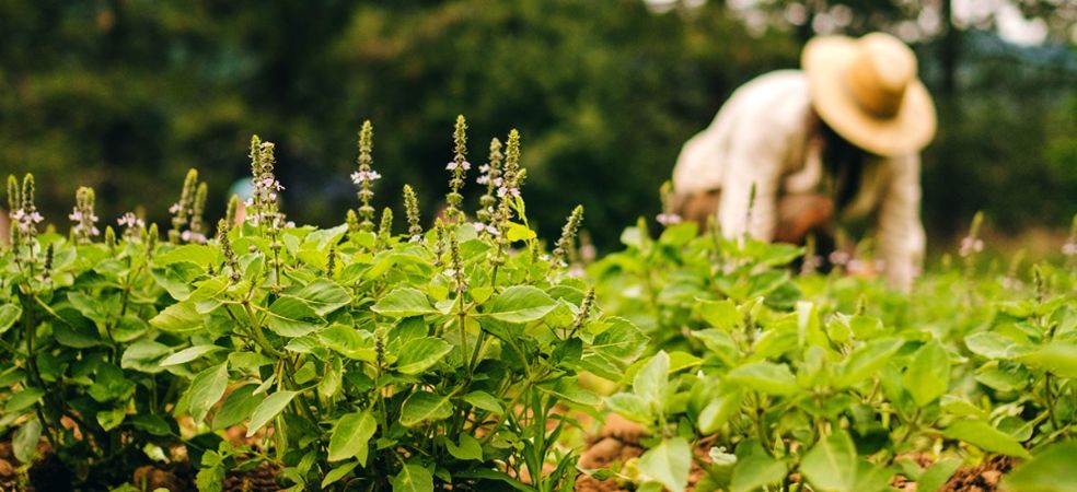 Cultivation of medicinal plants will change the fate of these farmers