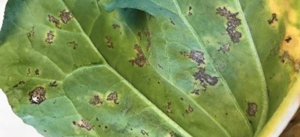 Increasing outbreak of downy mildew in cauliflower