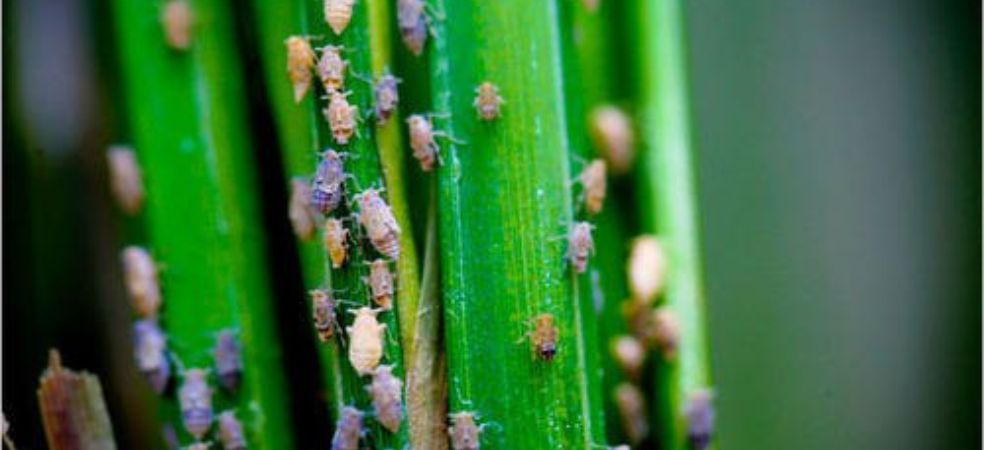 Brown plant hopper will cause heavy loss in paddy crop