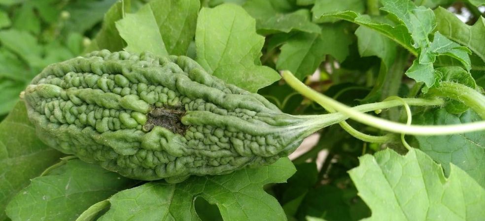 How to manage fruit fly outbreak in bitter gourd