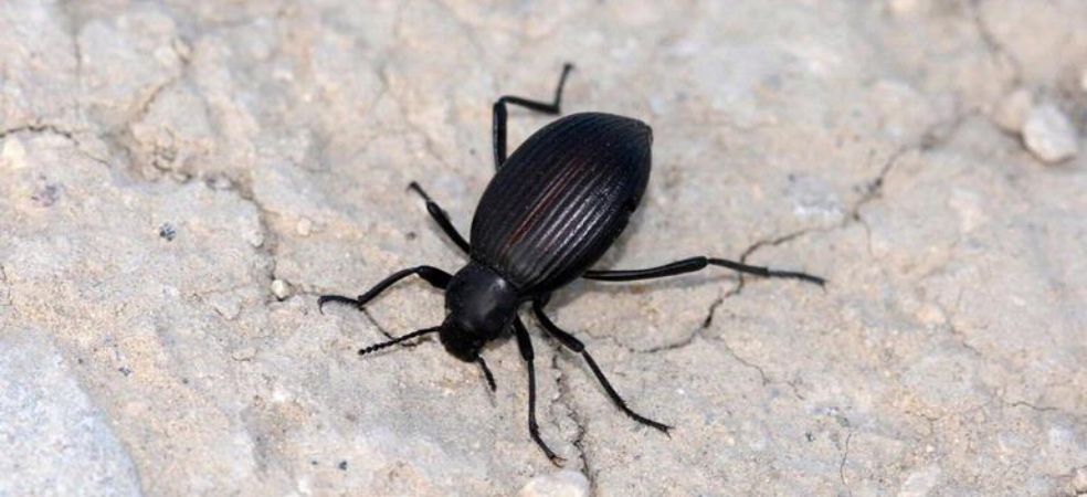 Outbreak of False wireworm is increasing in soybean