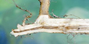 Identify the symptoms of fusarium wilt in cotton and adopt control measures