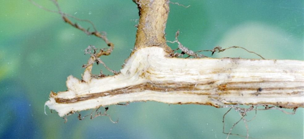 Identify the symptoms of fusarium wilt in cotton and adopt control measures