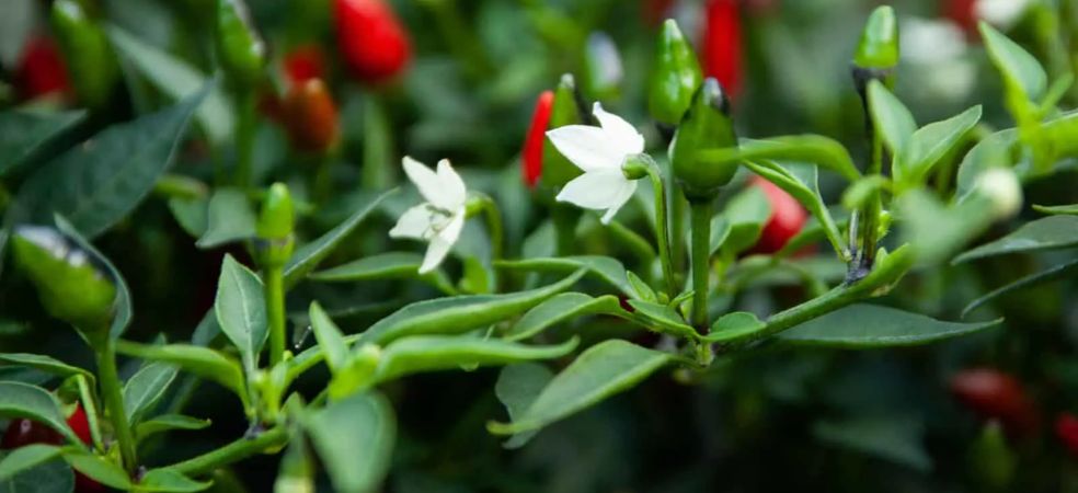 Increase flower and fruit growth in chilli crop like this