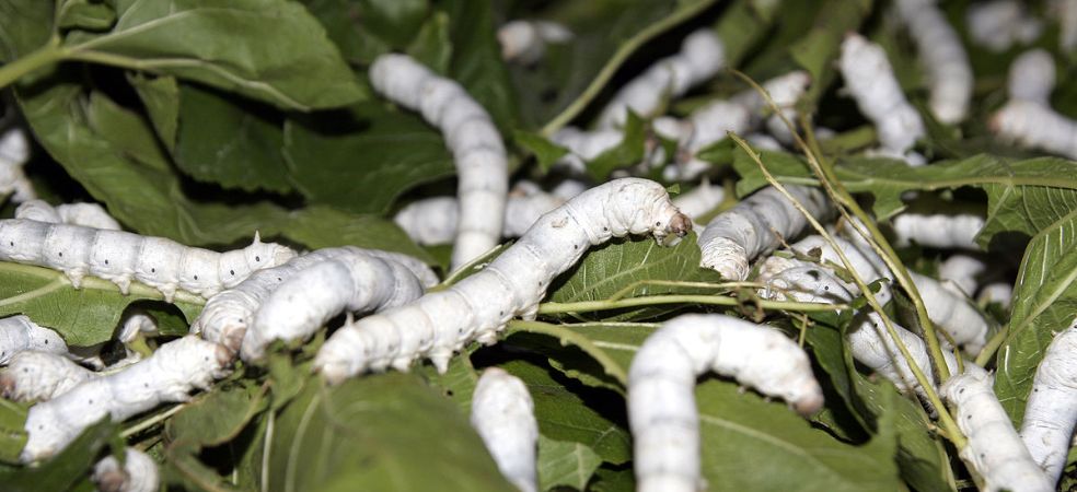 silkworm rearing