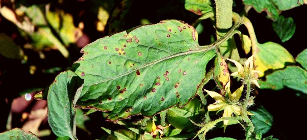 Bacterial leaf spot will cause heavy damage in tomatoes