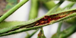 This is how to diagnose stem fly infestation in soybean crop