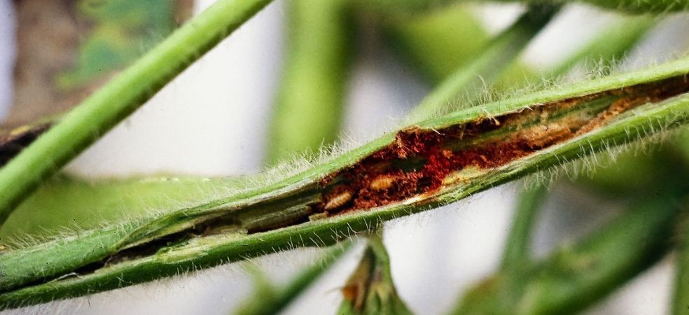 This is how to diagnose stem fly infestation in soybean crop