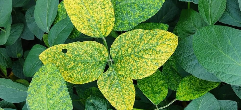 Yellow mosaic disease will increase in soybean