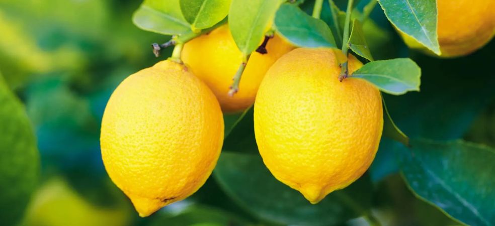 earn bumper profit from lemon farming