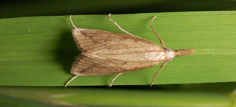 Stem borer infestation will increase in paddy crop