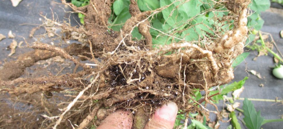 Root Knot Nematode will cause harm in tomato