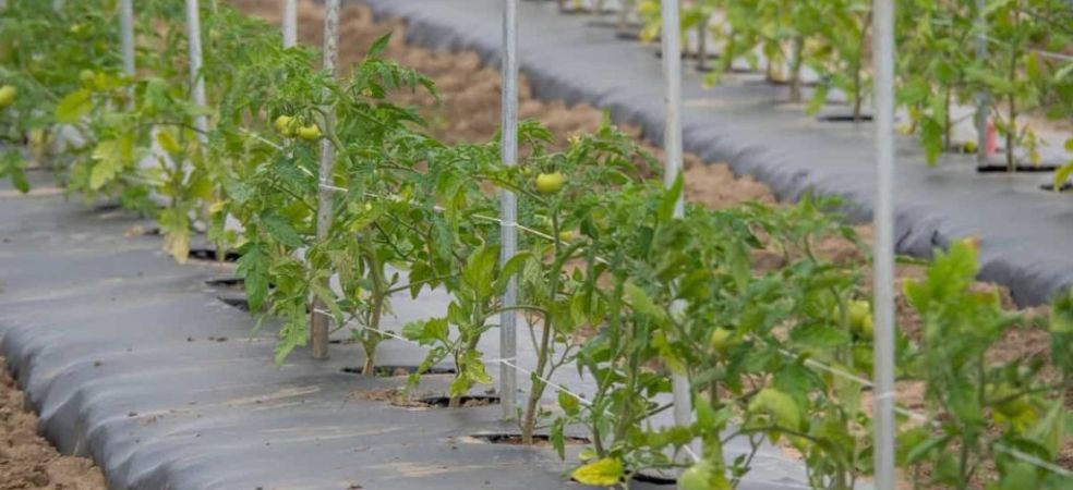 Know why staking is important in tomato crop