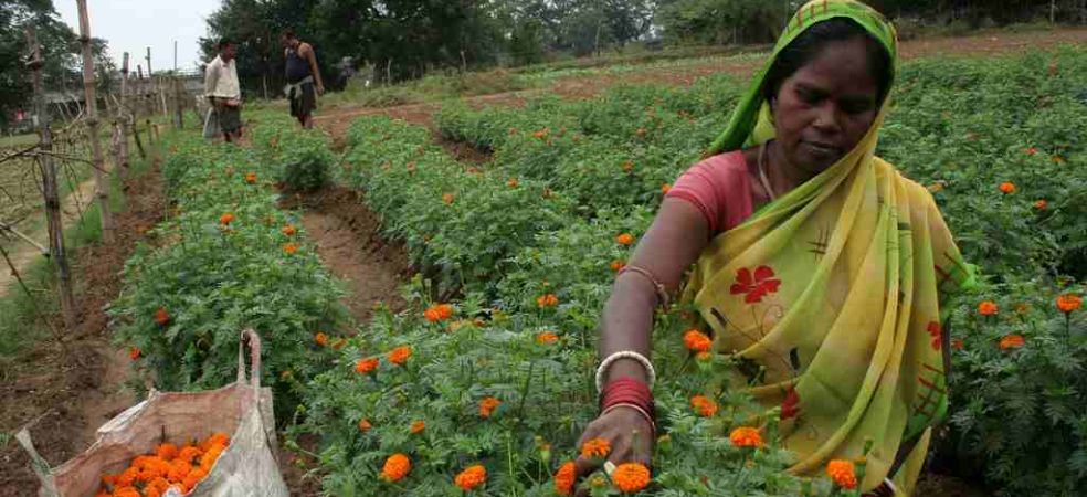 Government subsidy of up to 70 percent will be available for flower cultivation