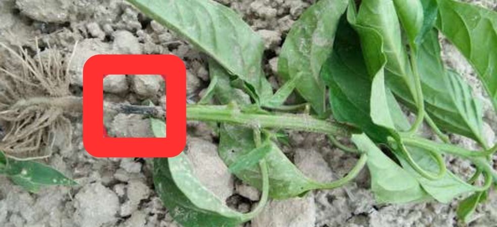 Collar rot disease increasing in chilli crop