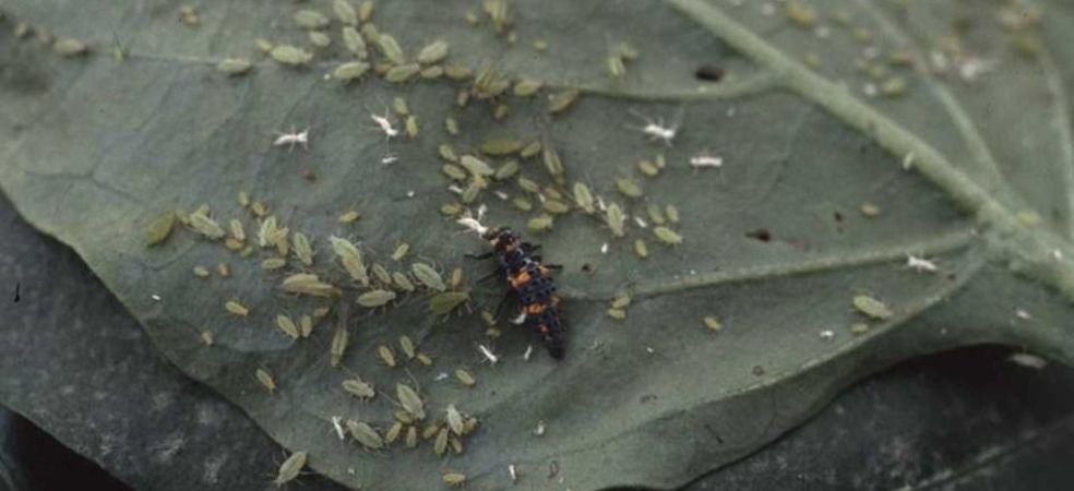 Chilli crop will be attacked by sucking insects