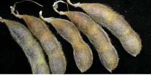 Protect Soybean crop from Anthracnose or Pod Blight