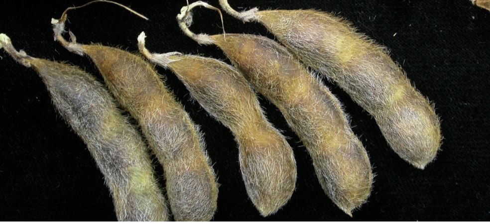 Protect Soybean crop from Anthracnose or Pod Blight