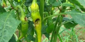 Management of Fruit borer in chilli