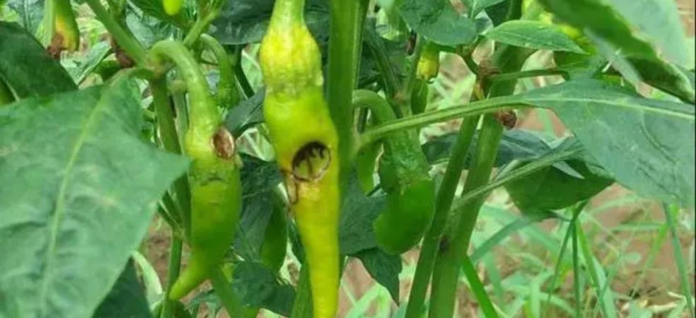 Management of Fruit borer in chilli