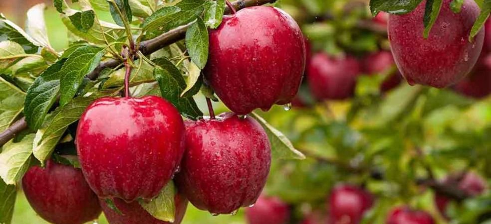 Grow apples on 50 percent subsidy