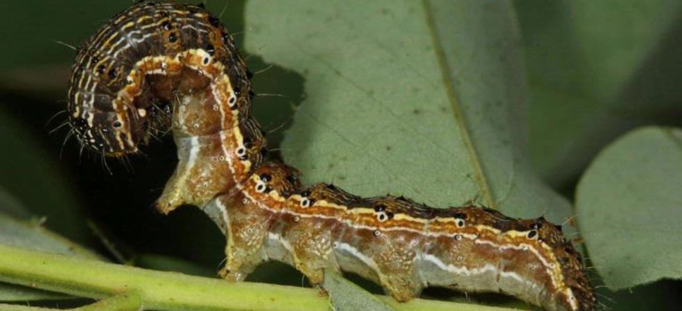 Soybean will be harmed by Gram pod borer