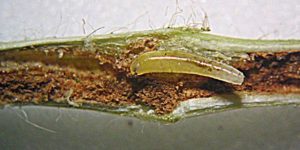 Stem fly infestation will be fatal for soybean crop
